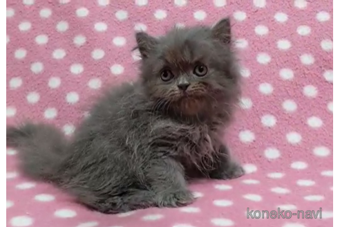 成約済の愛知県のミヌエット-90458の3枚目